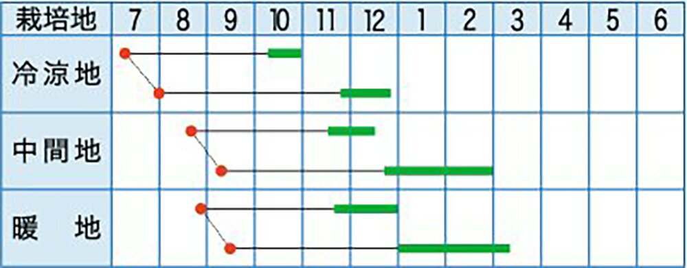 CRご黄げん90 20ml 白菜 ハクサイ はくさい【タカヤマシード 種 たね タネ 】【通...