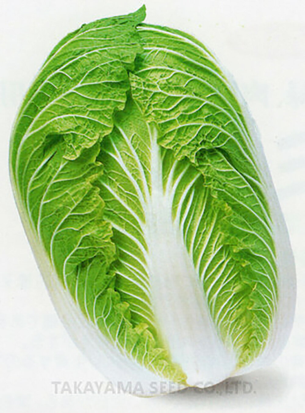 樂天商城 - 強力六十日 1dl 白菜 ハクサイ はくさい【タカヤマシード 種 たね タネ 】【通常5倍 5のつく日はポイント10倍】