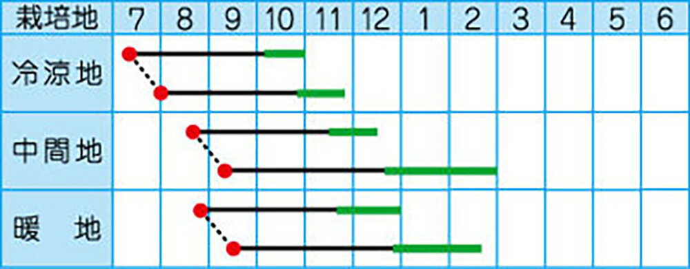 省力三号 1dl 白菜 ハクサイ はくさい【タカヤマシード 種 たね タネ 】【通常5倍 ...