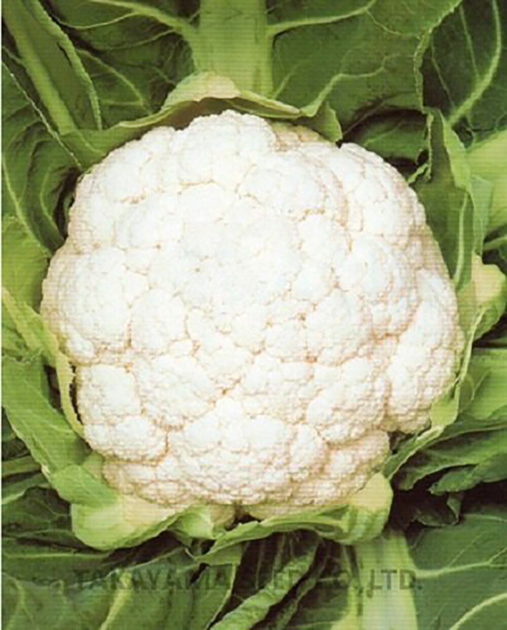 樂天商城 - ネオホワイト 20ml カリフラワー【タカヤマシード 種 たね タネ 】【通常5倍 5のつく日はポイント10倍】