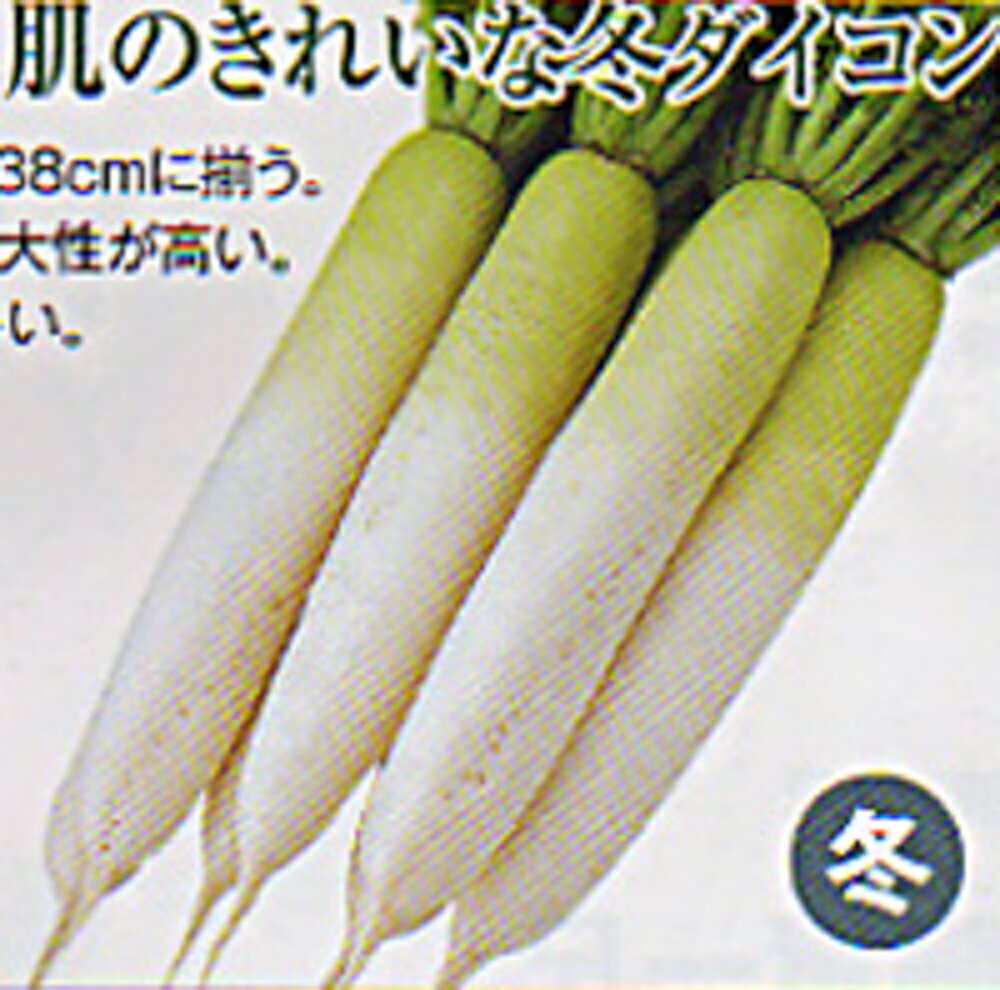 冬岬 10000粒 大根 ダイコン だいこん 渡辺交配 【渡辺農事 種 たね タネ 】【通常5倍 5のつく日はポイント10倍対象外商品ポイント3倍固定商品】