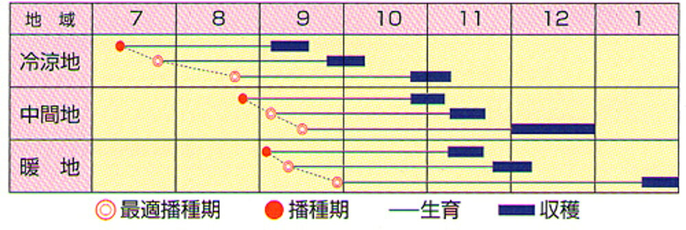 富長(全日本そ菜原種審査会 1等特別賞受賞) 10000粒 大根 ダイコン だいこん 渡辺...