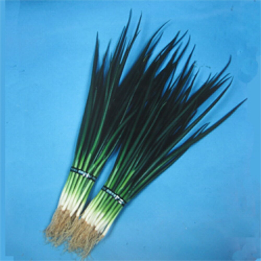 涛泉 2dl 葱 ネギ ねぎ 渡辺交配 【渡辺農事 種 たね タネ 】【通常5倍 5のつく日はポイント10倍対象外商品ポイント3倍固定商品】