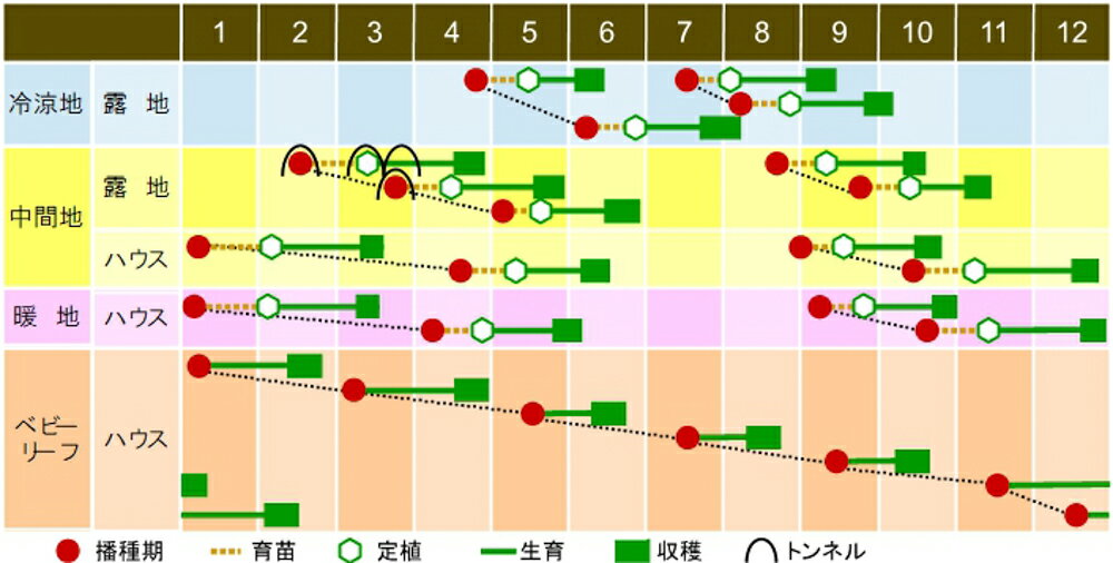 ニイハオ・フォン(赤チンゲン菜) 裸種子5000粒 青梗菜 チンゲン菜 チンゲンサイ ち...