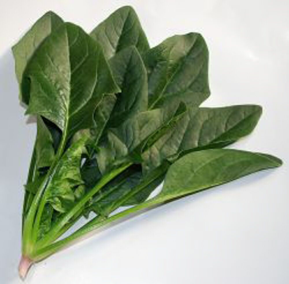 ショータイム PC(L)30000粒 ほうれん草 法蓮草 ホウレンソウ ほうれんそう 一代交配　【渡辺農事 種 た..