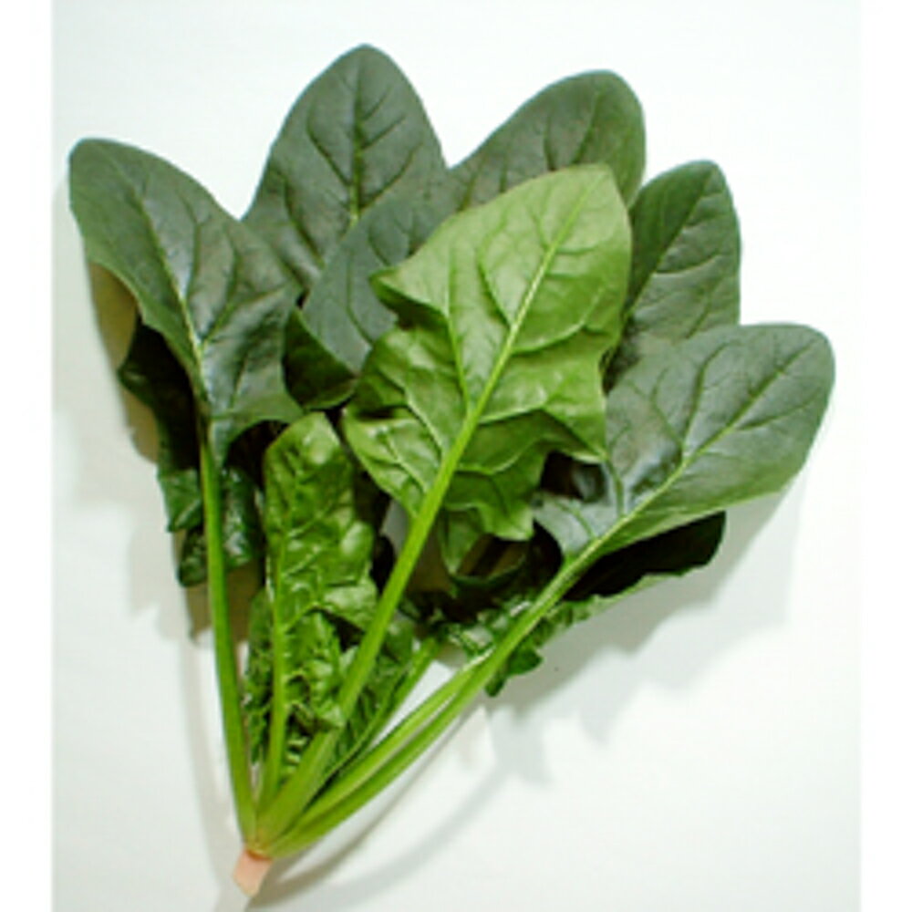 サムライ PC(M)30000粒 ほうれん草 法蓮草 ホウレンソウ ほうれんそう 一代交配　【渡辺農事 種 たね ..