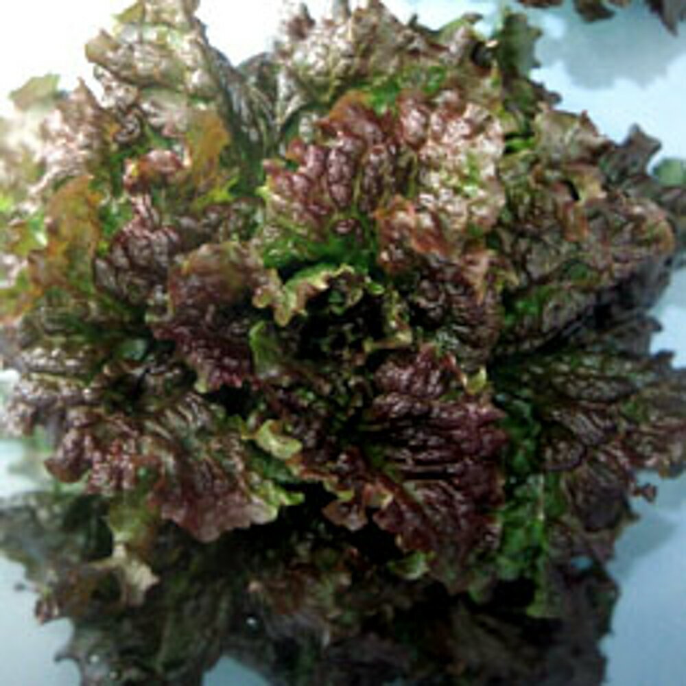 ���ե� ������5000γ �쥿������������ �� ���� ���� �ۡ��̾�5�� 5�ΤĤ����ϥݥ����10���оݳ����ʥݥ����3�ܸ��꾦�ʡ�