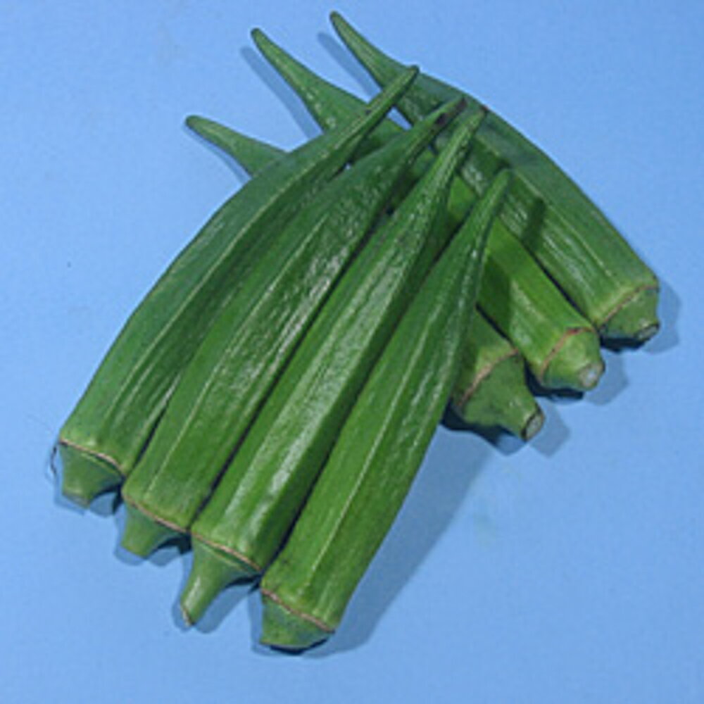 スターエンゼル 10000粒 オクラ おくら 渡辺交配 【渡辺農事 種 たね タネ 】【通常5倍 5のつく日はポイント10倍対象外商品ポイント3倍固定商品】