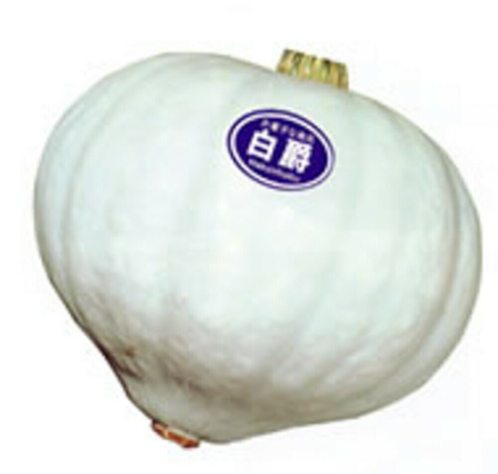 白爵 100粒 南瓜 カボチャ かぼちゃ【渡辺採種場 種 たね タネ 】【通常5倍 5のつく日はポイント10倍】