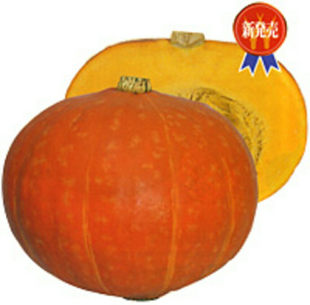 紅爵 500粒 南瓜 カボチャ かぼちゃ【渡辺採種場 種 たね タネ 】【通常5倍 5のつく日はポイント10倍】