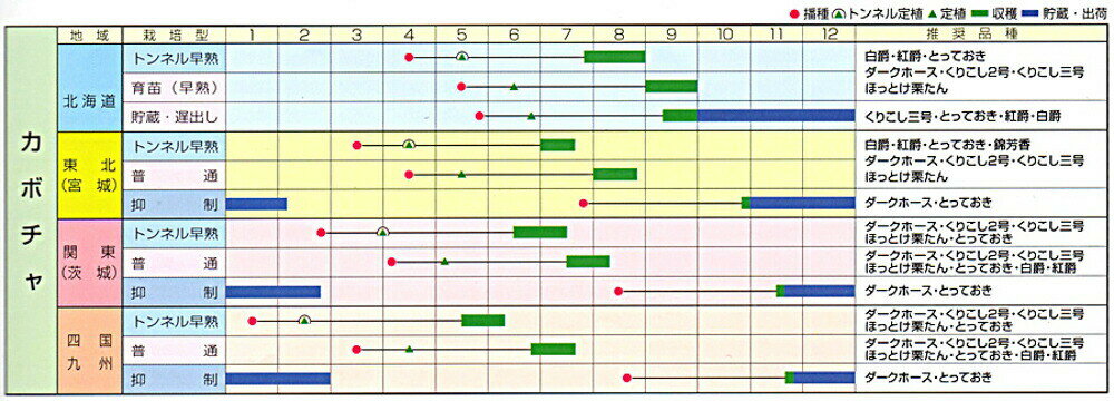 ほっとけ栗たん PVP 100粒 南瓜 カボチャ かぼちゃ【渡辺採種場 種 たね タネ 】【...