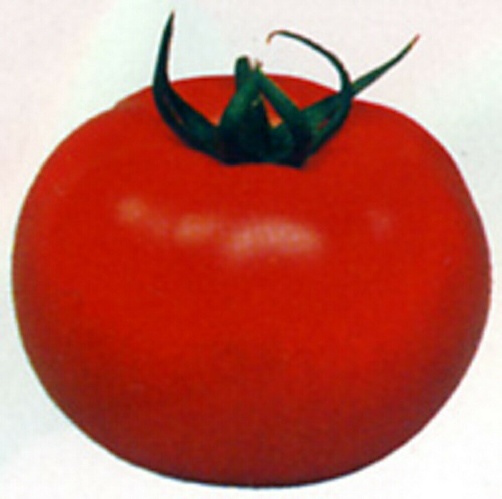 樂天商城 - 大型福寿 1000粒 トマト とまと 蕃茄【渡辺採種場 種 たね タネ 】【通常5倍 5のつく日はポイント10倍】