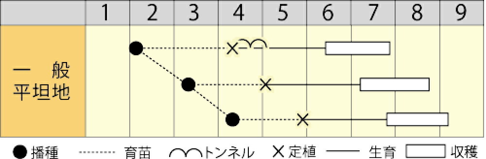 大型福寿 1000粒 トマト とまと 蕃茄【渡辺採種場 種 たね タネ 】【通常5倍 5のつ...