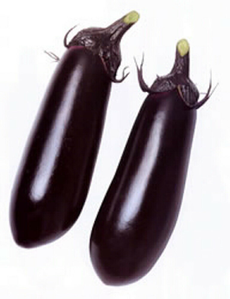 くろべえ 20ml ナス なす 茄子【渡辺採種場 種 たね タネ 】【通常5倍 5のつく日はポイント10倍】