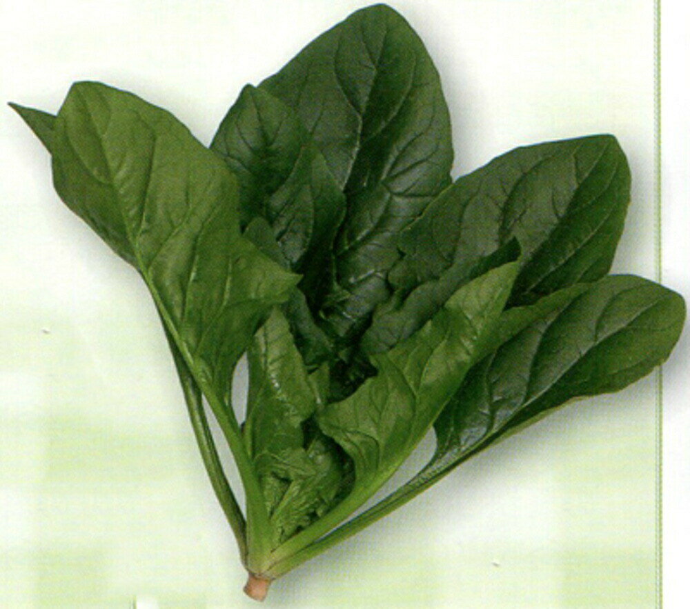 樂天商城 - 発芽促進処理済 サマービクトリー7 30000粒 ほうれん草 法蓮草 ホウレンソウ ほうれんそう【渡辺採種場 種 たね タネ 】【通常5倍 5のつく日はポイント10倍】