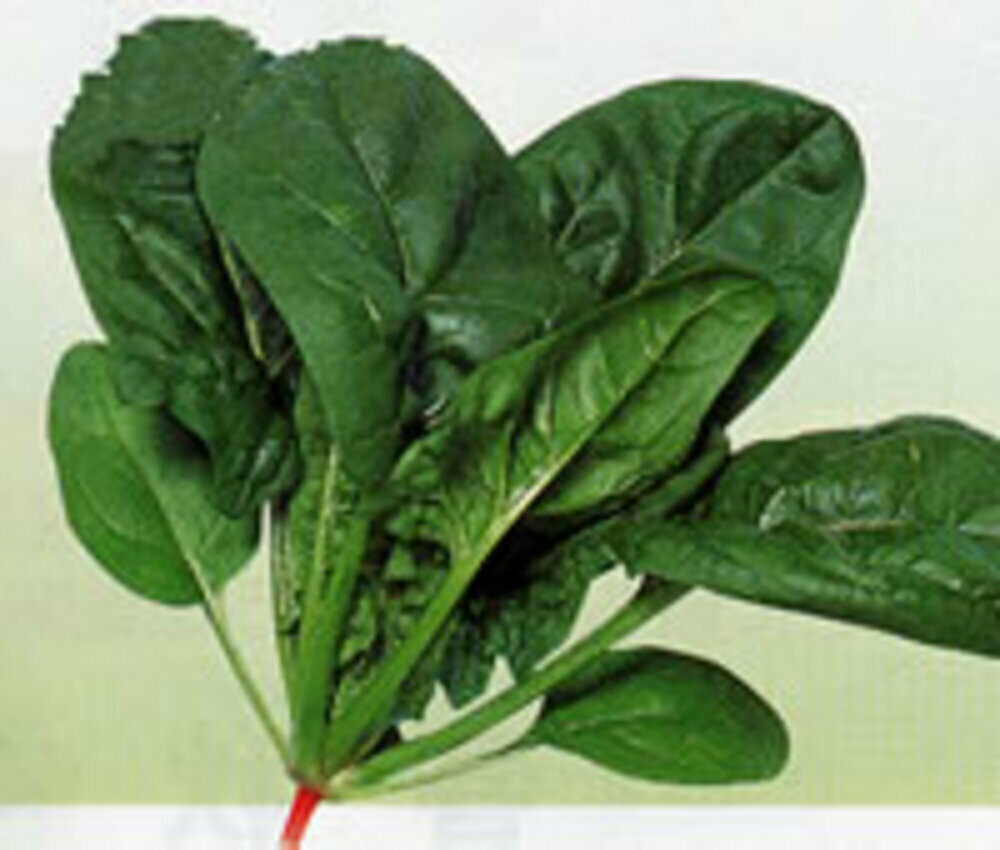 朝霧 1L ほうれん草 法蓮草 ホウレンソウ ほうれんそう【渡辺採種場 種 たね タネ ...