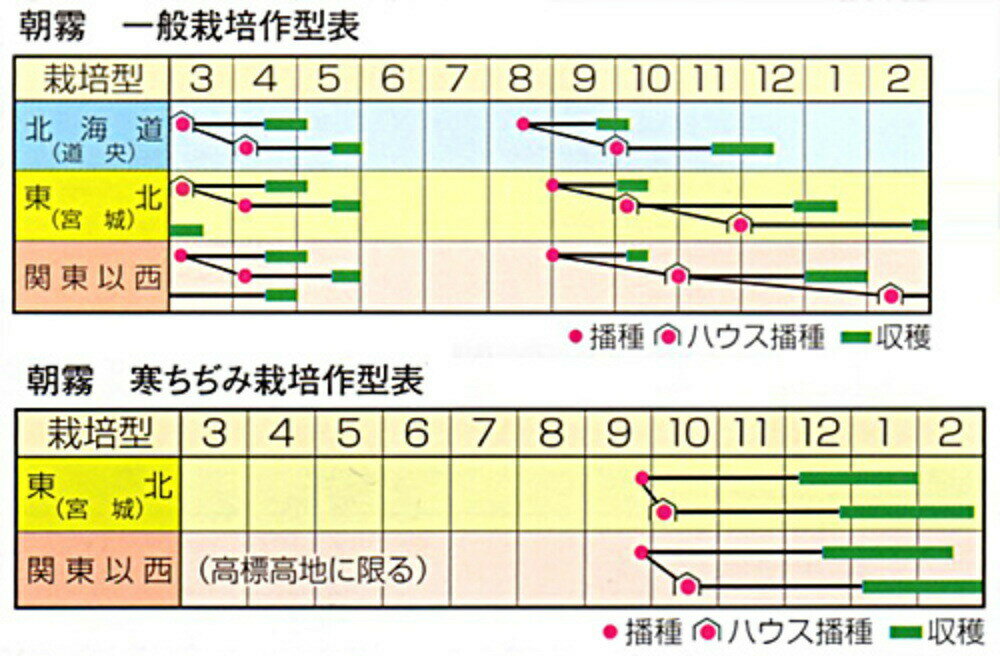 朝霧 1L ほうれん草 法蓮草 ホウレンソウ ほうれんそう【渡辺採種場 種 たね タネ ...