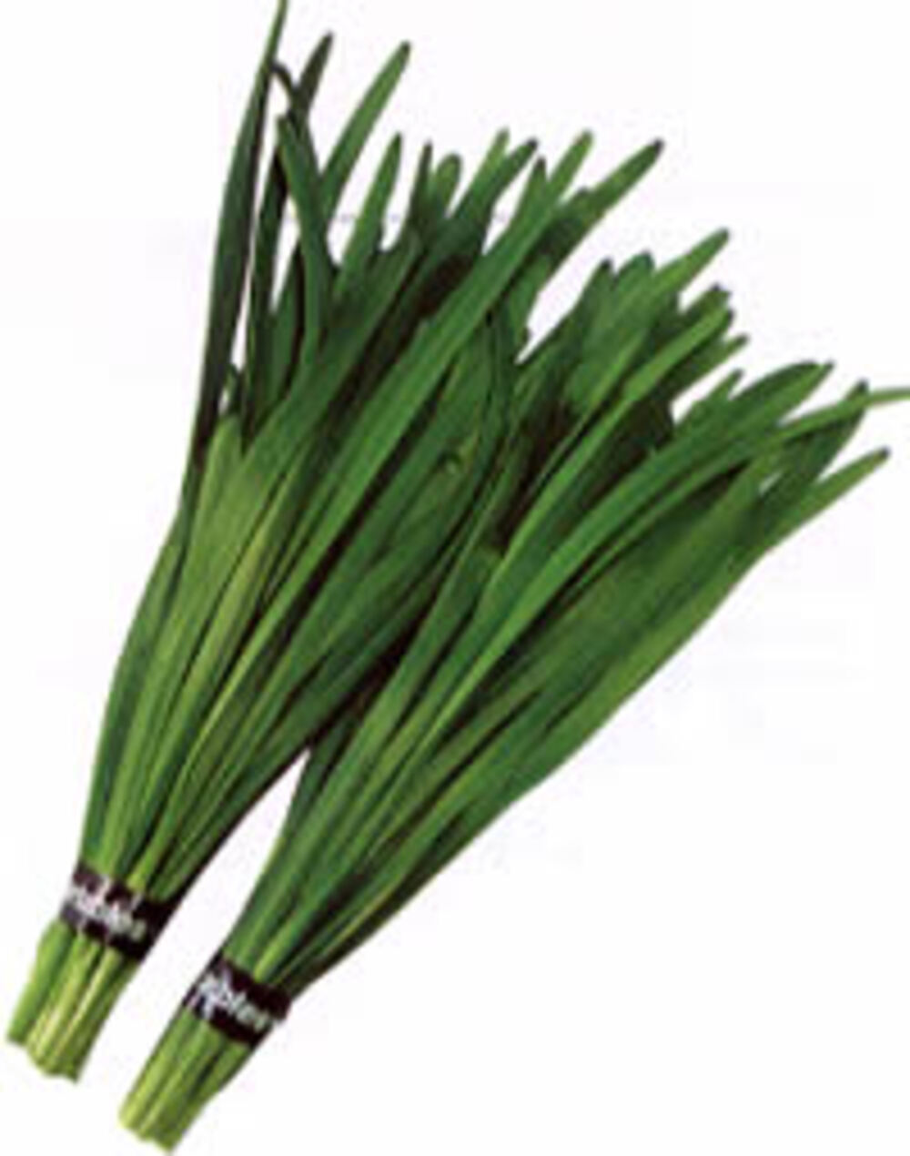 大連広巾 ペレット5000粒 韮 ニラ にら【渡辺採種場 種 たね タネ 】【通常5倍 5のつく日はポイント10倍】