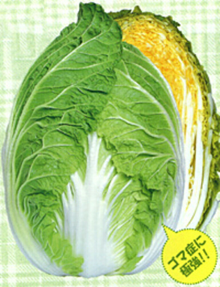 軟腐病・ピシウム腐敗病・尻腐れ病等に強く、栽培容易です。