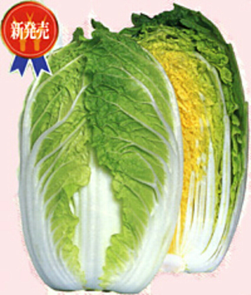 樂天商城 - ペレット種子 めんこい 5000粒(L) 白菜 ハクサイ はくさい【渡辺採種場 種 たね タネ 】【通常5倍 5のつく日はポイント10倍】