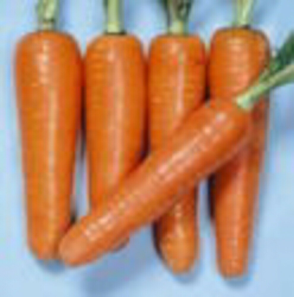 樂天商城 - スーパー夏蒔五寸 1dl ニンジン にんじん 人参【渡辺採種場 種 たね タネ 】【通常5倍 5のつく日はポイント10倍】