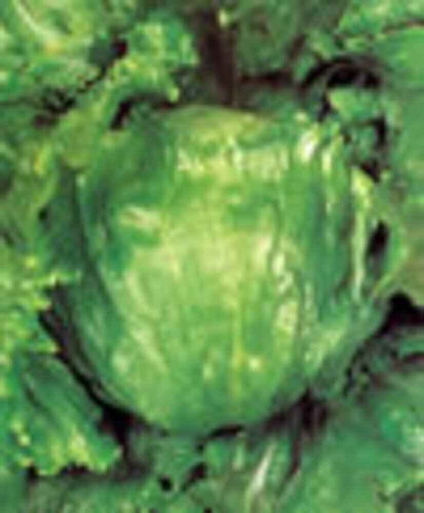 コロラド 20ml レタス【渡辺採種場 種 たね タネ 】【通常5倍 5のつく日はポイント10倍】