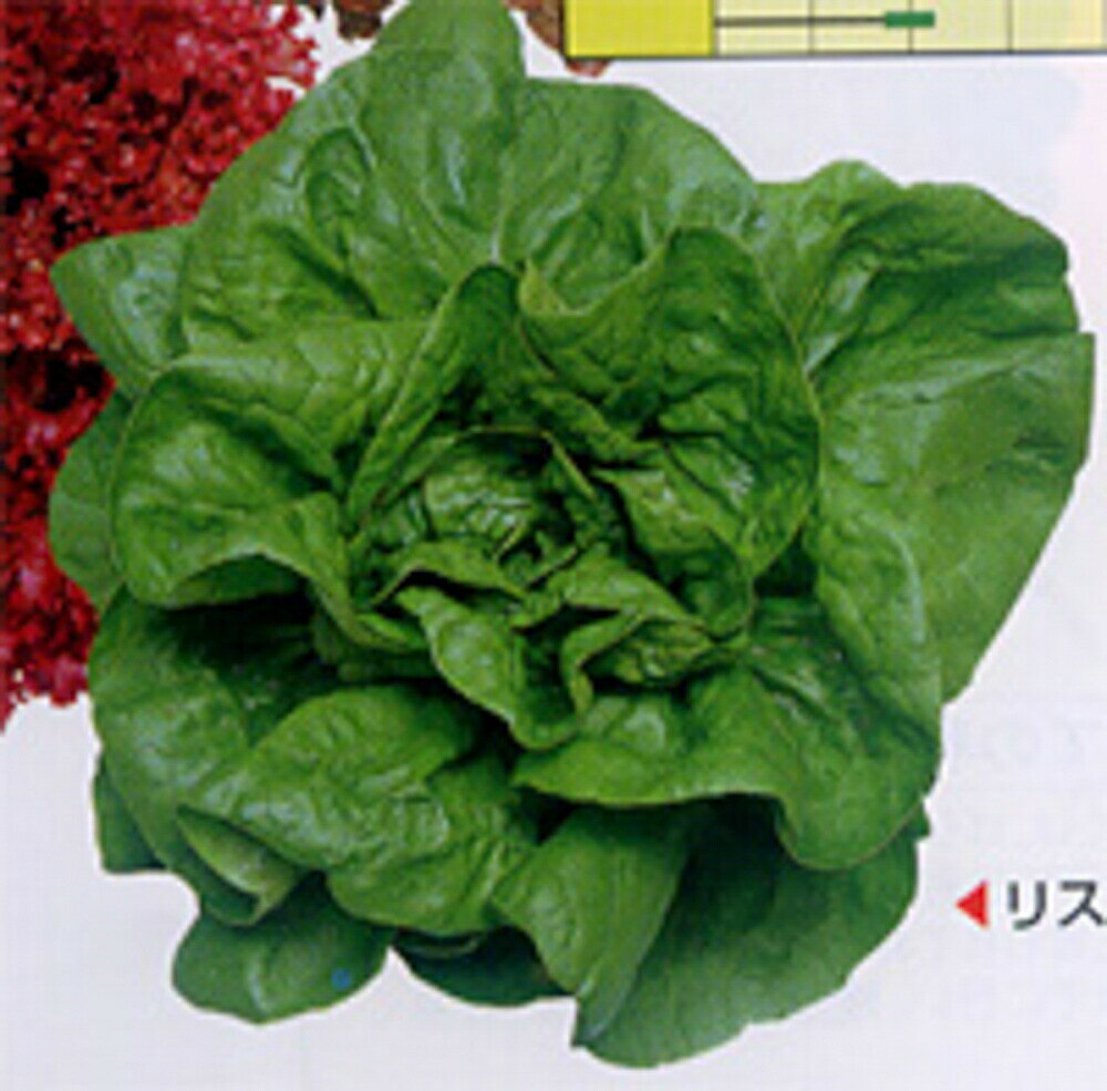 リスボン 20ml レタス【渡辺採種場 種 たね タネ 】【通常5倍 5のつく日はポイント10倍】
