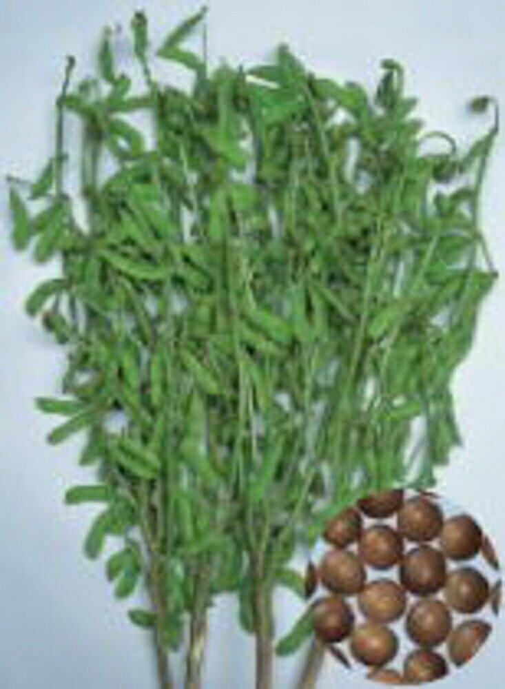 樂天商城 - 茶香り 1L 枝豆 えだまめ エダマメ【渡辺採種場 種 たね タネ 】【通常5倍 5のつく日はポイント10倍】