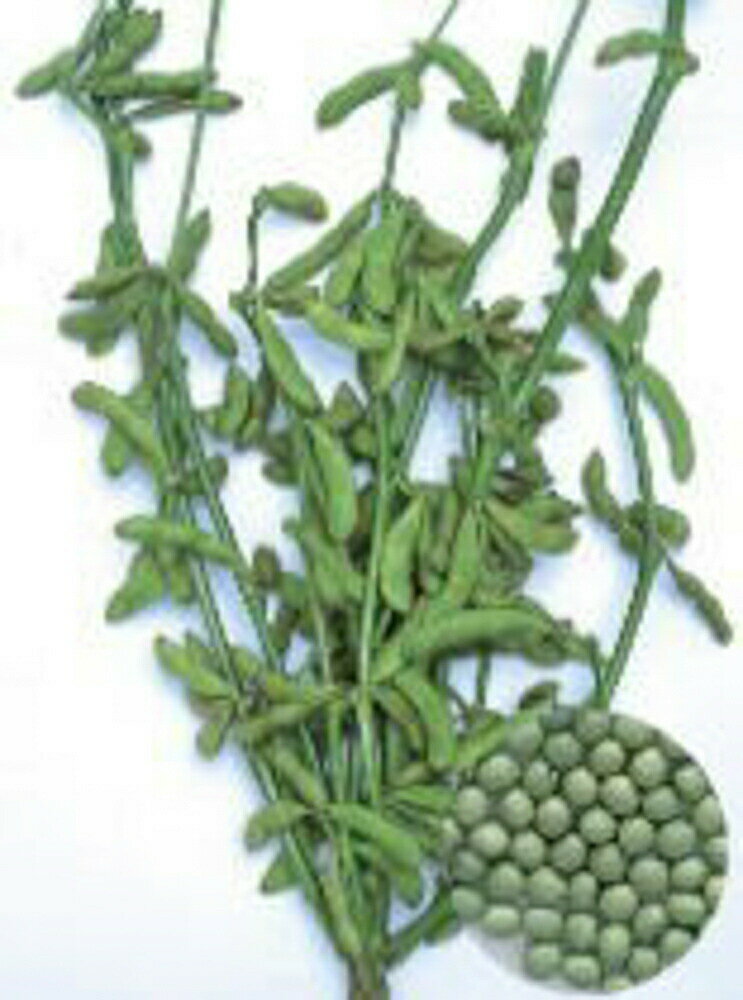 ひざ栗毛 1L 枝豆 えだまめ エダマメ【渡辺採種場 種 たね タネ 】【通常5倍 5のつく日はポイント10倍】