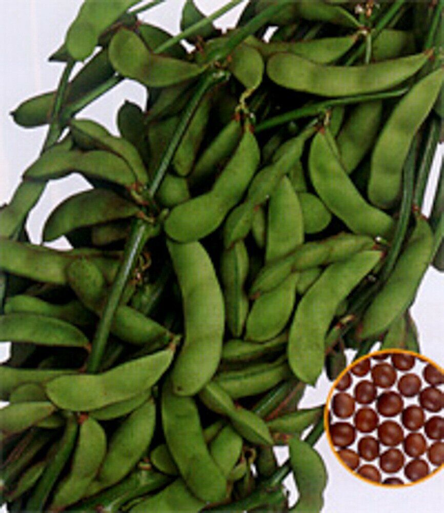 樂天商城 - はやいっ茶 1L 枝豆 えだまめ エダマメ【渡辺採種場 種 たね タネ 】【通常5倍 5のつく日はポイント10倍】