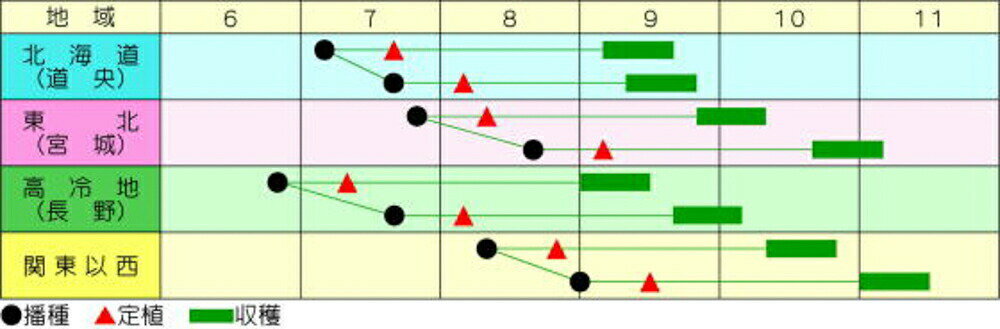 黄芯スプリンター 5000粒(L) 白菜 ハクサイ はくさい【渡辺採種場 種 たね タネ 】...