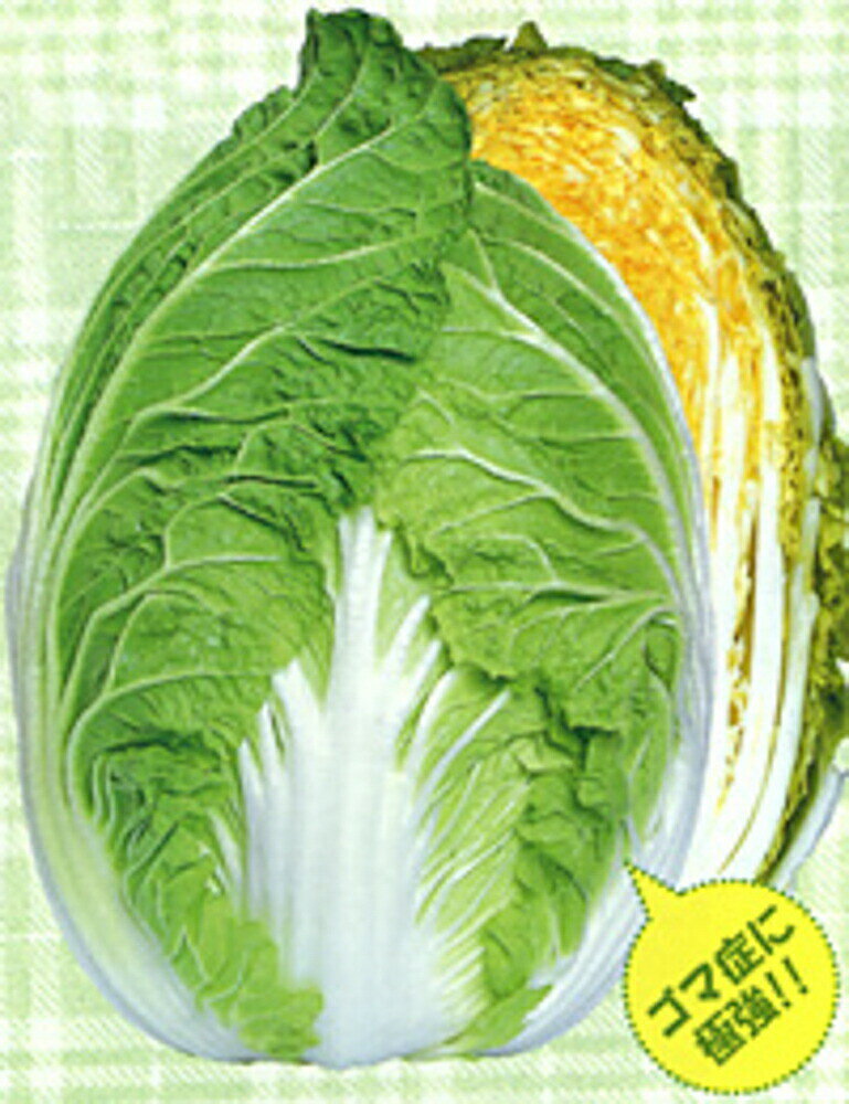 樂天商城 - 黄愛65 10ml 白菜 ハクサイ はくさい【渡辺採種場 種 たね タネ 】【通常5倍 5のつく日はポイント10倍】