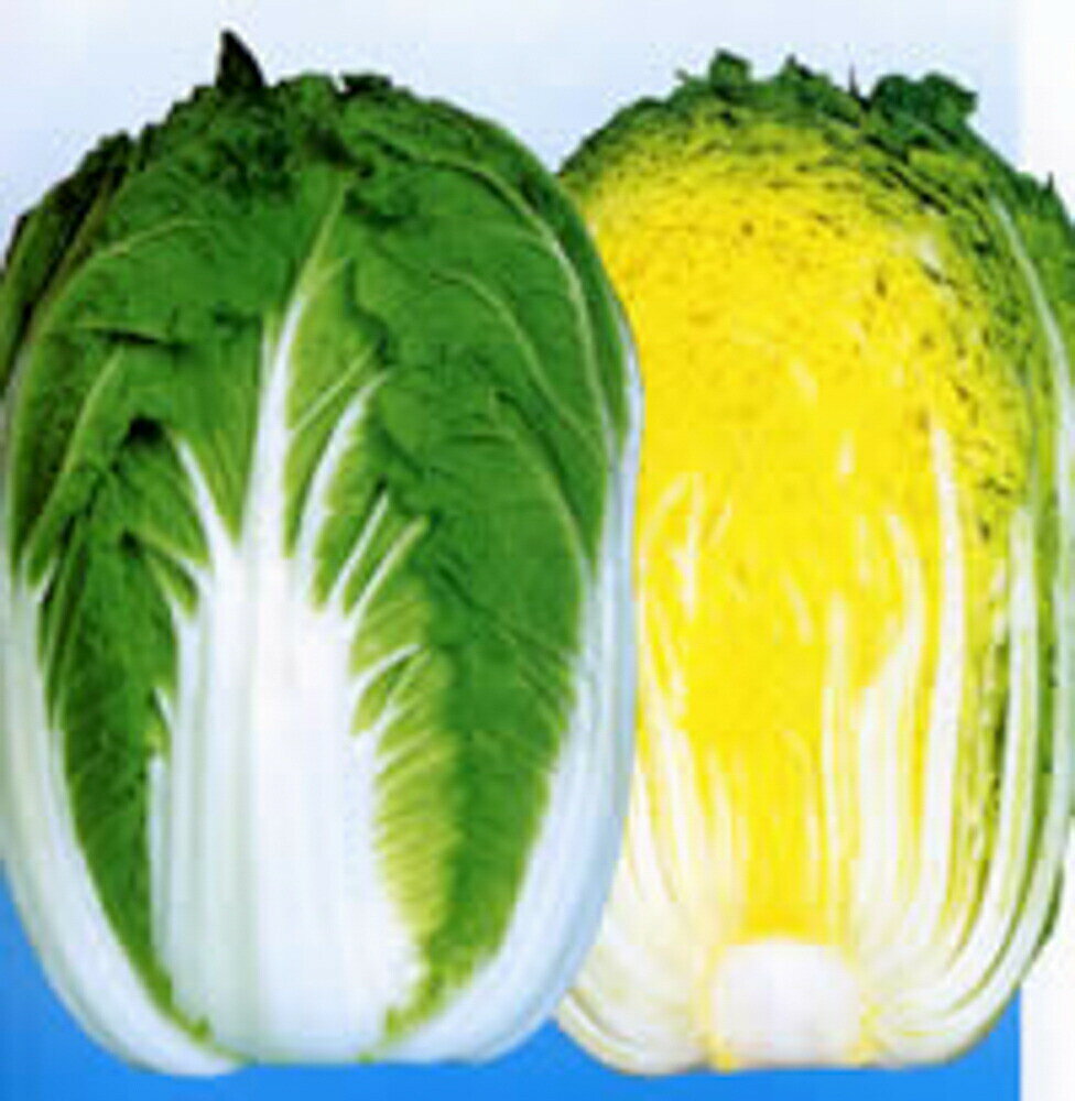 黄皇65 10ml 白菜 ハクサイ はくさい【渡辺採種場 種 たね タネ 】【通常5倍 5のつく日はポイント10倍】