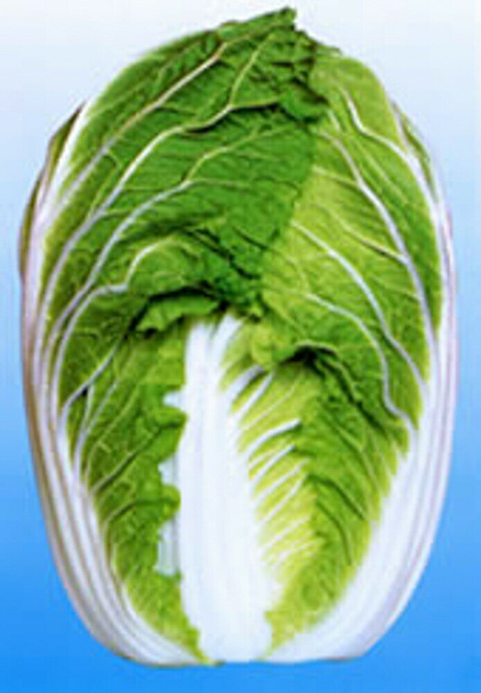 樂天商城 - ストロングCR75 20ml 白菜 ハクサイ はくさい【渡辺採種場 種 たね タネ 】【通常5倍 5のつく日はポイント10倍】