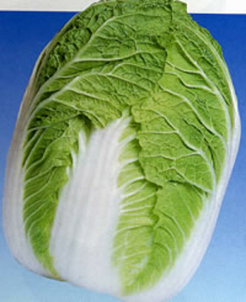 はるさかり 1dl 白菜 ハクサイ はくさい【渡辺採種場 種 たね タネ 】【通常5倍 5のつく日はポイント10..