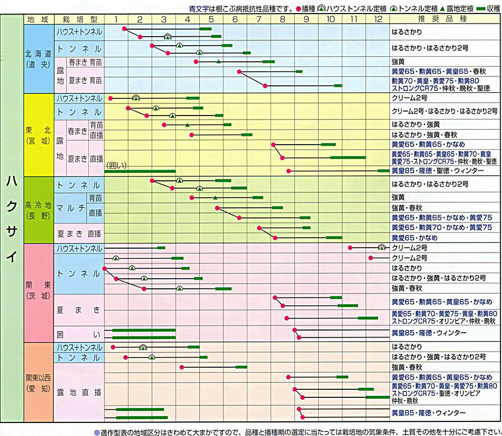 仲秋 1dl 白菜 ハクサイ はくさい【渡辺採種場 種 たね タネ 】【通常5倍 5のつく...