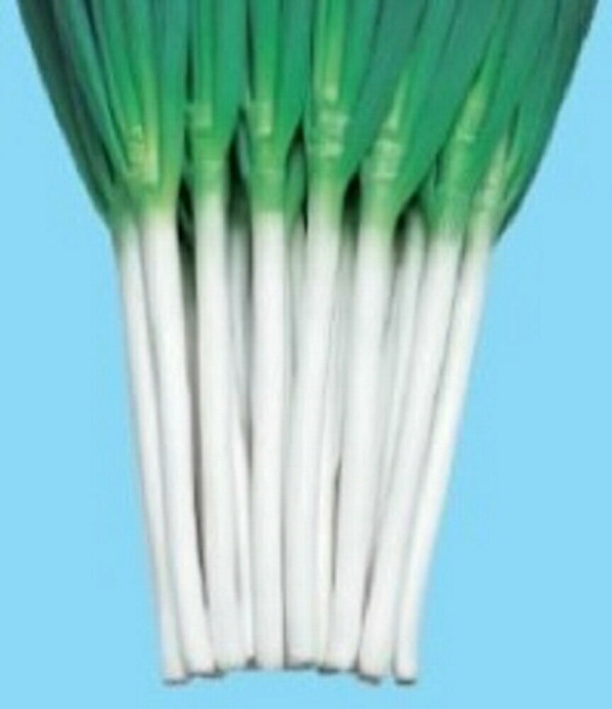 樂天商城 - 白林 20ml 葱 ネギ ねぎ【渡辺採種場 種 たね タネ 】【通常5倍 5のつく日はポイント10倍】