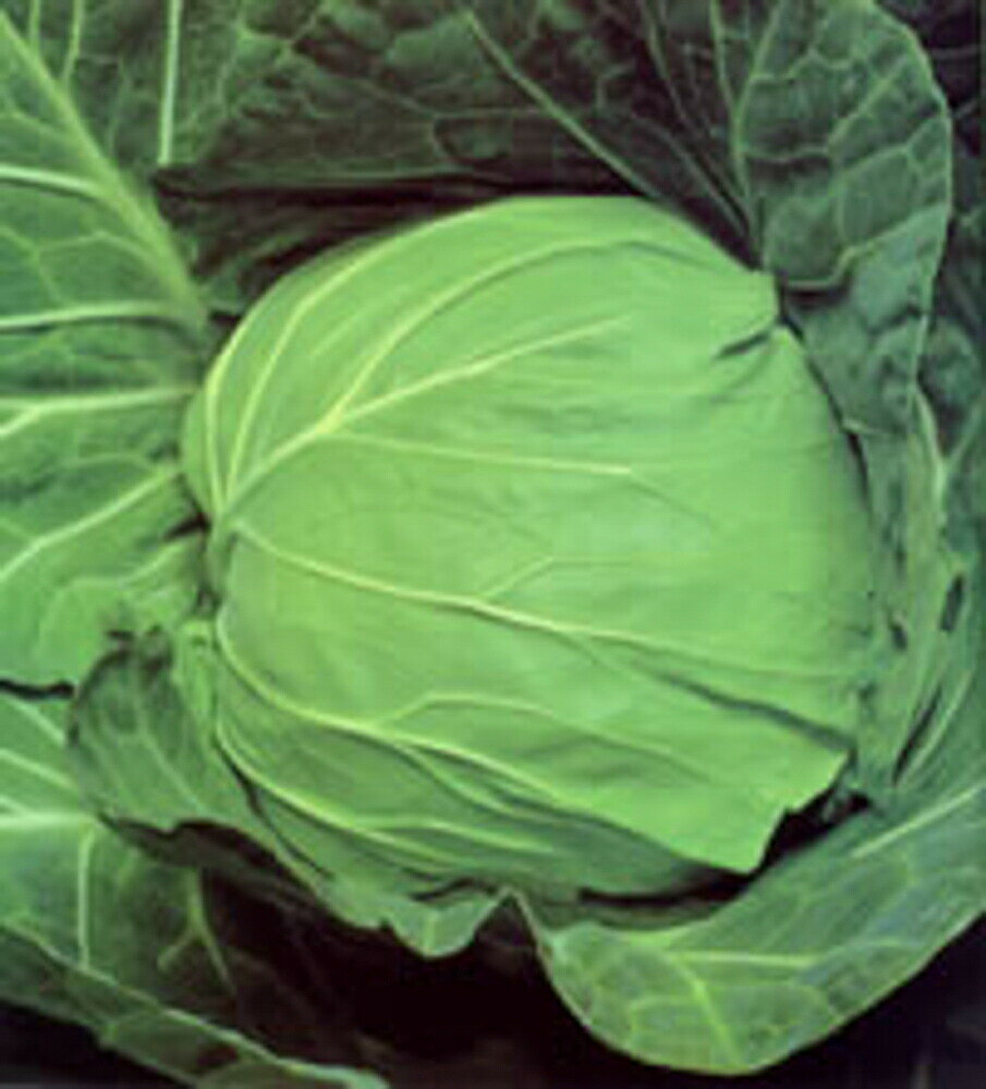 暑さに強く濃緑で揃いの良いサワー系。