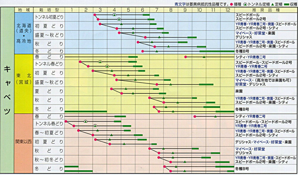 ペレット種子 YR青春 5000粒(L) キャベツ【渡辺採種場 種 たね タネ 】【通常5倍 5のつく日はポイント10倍】 2