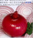 甲高ルージュ 10000粒(2L) 玉ねぎ たまねぎ 玉葱 タマネギ【渡辺採種場 種 たね タネ 】【通常5倍 5のつく日はポイント10倍】