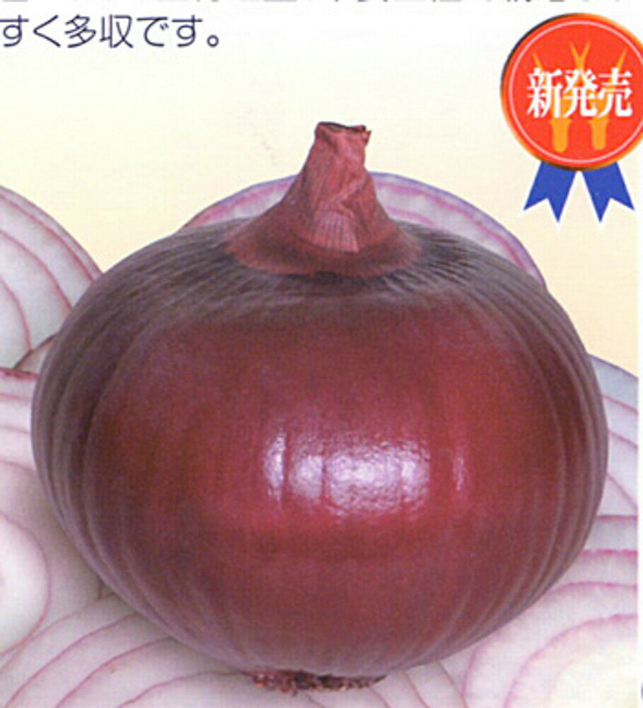松島レッド 1dl 玉ねぎ たまねぎ 玉葱 タマネギ【渡辺
