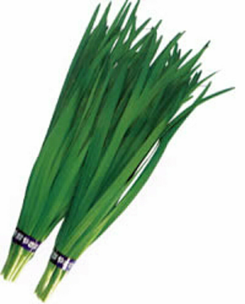 たいりょう 2dl 韮 ニラ にら【渡辺採種場 種 たね タネ 】【通常5倍 5のつく日はポイント10倍】