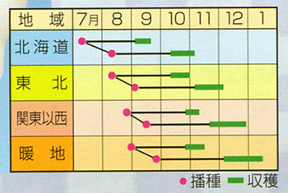 里の宮 20ml 大根 ダイコン だいこん【渡辺採種場 種 たね タネ 】【通常5倍 5のつ...