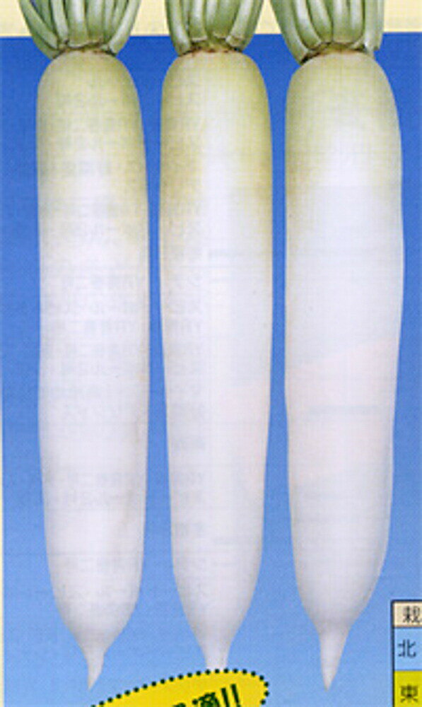 樂天商城 - 市の宮 2dl 大根 ダイコン だいこん【渡辺採種場 種 たね タネ 】【通常5倍 5のつく日はポイント10倍】