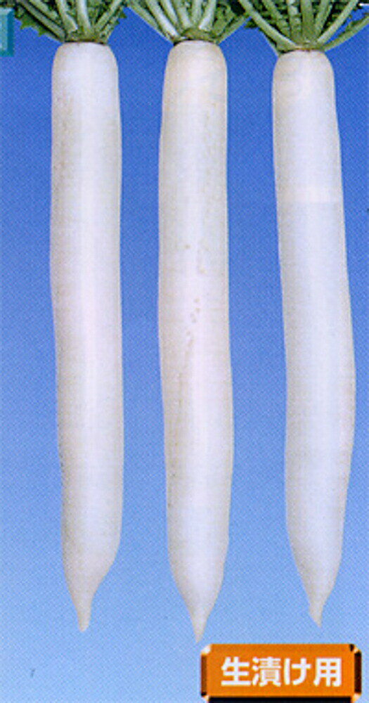 樂天商城 - 立山理想 2dl 大根 ダイコン だいこん【渡辺採種場 種 たね タネ 】【通常5倍 5のつく日はポイント10倍】