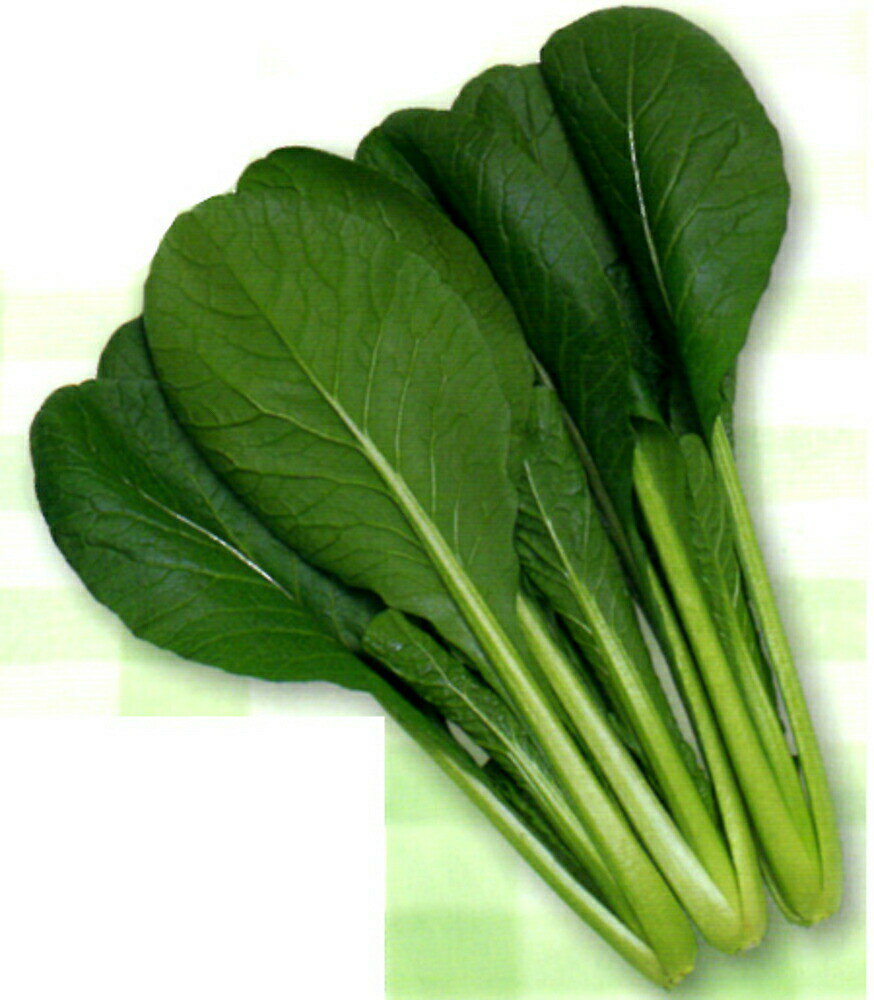 樂天商城 - 蔵王小松菜 2dl 小松菜 コマツナ こまつな【渡辺採種場 種 たね タネ 】【通常5倍 5のつく日はポイント10倍】