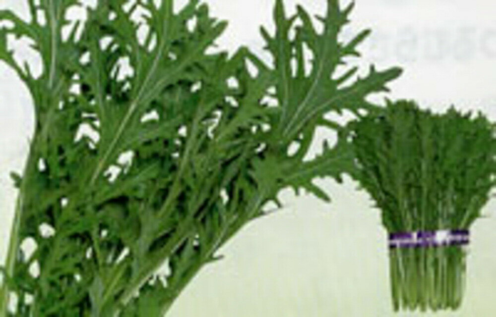 葉の刻みが特徴的なからし菜！