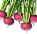 長崎赤蕪 1L袋 かぶ カブ 蕪 ヤエ育成 【八江農芸 種 たね タネ】【通常5倍 5のつく日はポイント10倍対象外商品ポイント3倍固定商品】