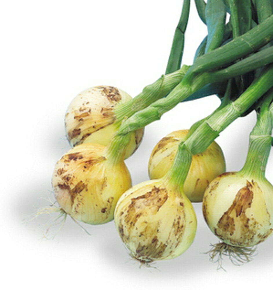 �����饨�����ץ쥹1 10000γ�ʥ�����2L�� �̤ͤ� ���ޤͤ� ��Ǭ ���ޥͥ� �䥨���� ��Ȭ������ �� ���� ���ۡ͡��̾�5�� 5�ΤĤ����ϥݥ����10��...