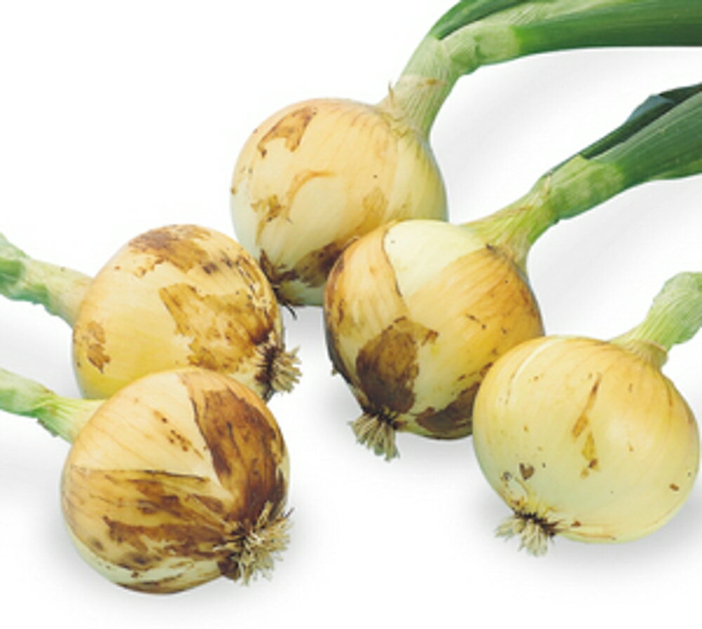 ���ɱ���� 10000γ�ʥ�����2L�� �̤ͤ� ���ޤͤ� ��Ǭ ���ޥͥ� �䥨���� ��Ȭ������ �� ���� ���ۡ͡��̾�5�� 5�ΤĤ����ϥݥ����10���оݳ�����...